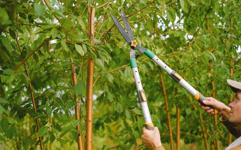 Tree trimming in Eagle Butte, SD