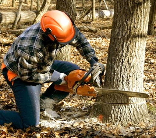 Tree Removal in Eagle Butte, SD